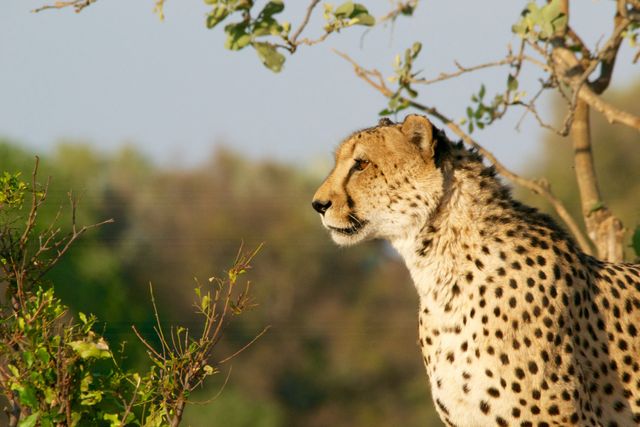 Cheetah wilderness safari big cat - Download Free Stock Photos Pikwizard.com