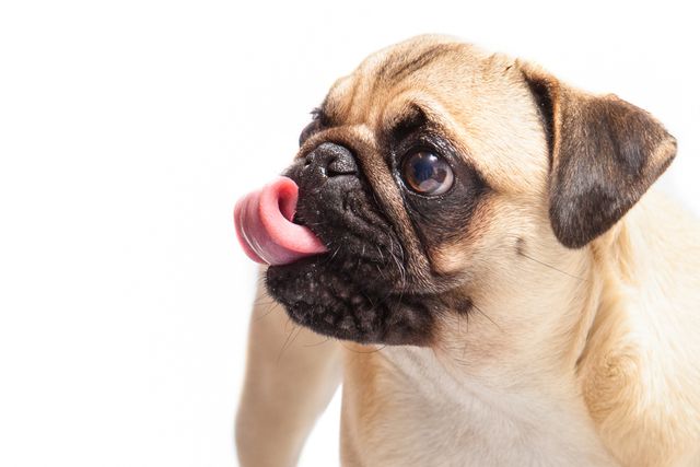 a pug dog with its tongue out - Download Free Stock Photos Pikwizard.com