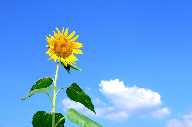 Sunflower Blooming during Daytime - Download Free Stock Photos Pikwizard.com