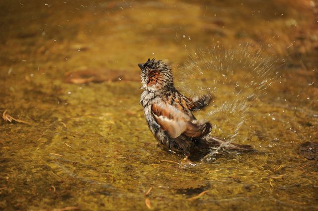 Bird Splashing Water - Download Free Stock Photos Pikwizard.com