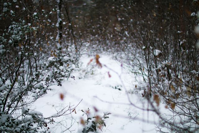 Snow Weather Winter - Download Free Stock Photos Pikwizard.com