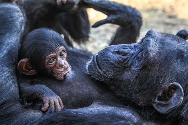 Chimpanzee Ape Siamang - Download Free Stock Photos Pikwizard.com