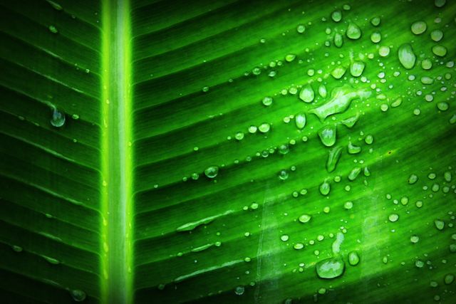 Green Banana Leaf With Substance of Clear Liquid - Download Free Stock Photos Pikwizard.com