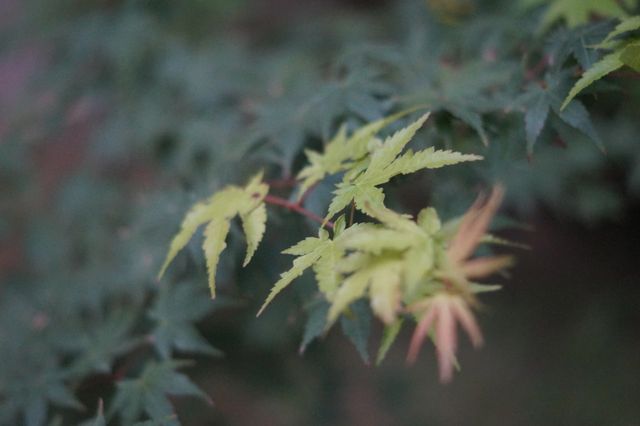 Plant Leaf Maple - Download Free Stock Photos Pikwizard.com