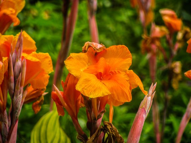 Orange flowers garden- Download Free Stock Photos Pikwizard.com