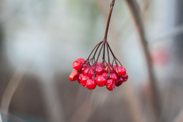 Close-up of Red Berries Growing on Plant - Download Free Stock Photos Pikwizard.com