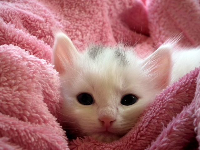 White Kitten on Pink Throw - Download Free Stock Photos Pikwizard.com
