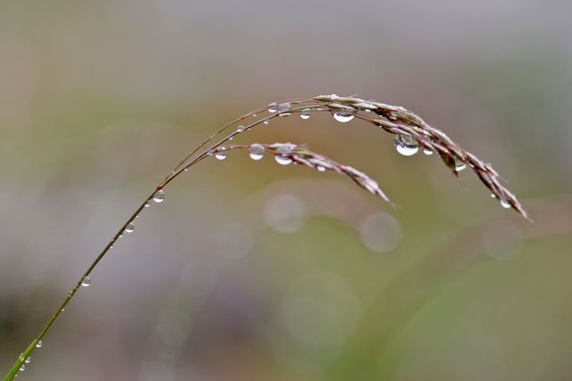 a grass with water droplets on it - Download Free Stock Photos Pikwizard.com