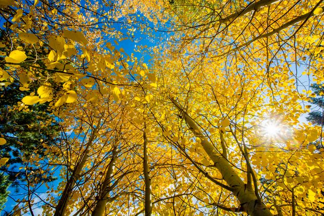 Autumn Tree Oak - Download Free Stock Photos Pikwizard.com