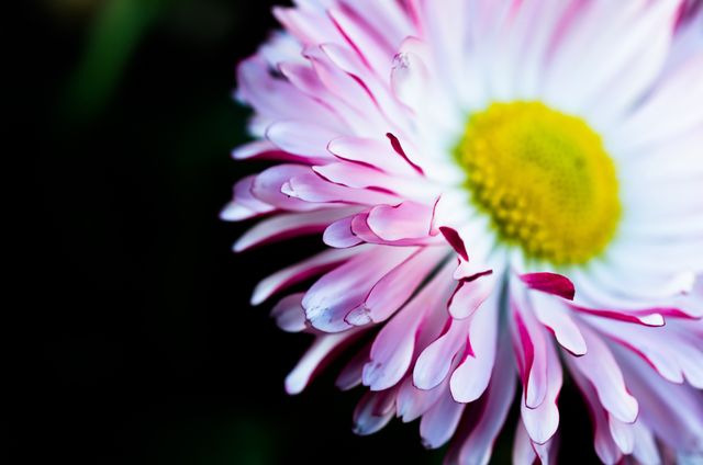 a pink and white flower - Download Free Stock Photos Pikwizard.com