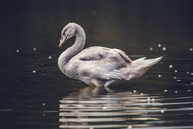 Gray Swan Swimming in the Water during Daytime - Download Free Stock Photos Pikwizard.com
