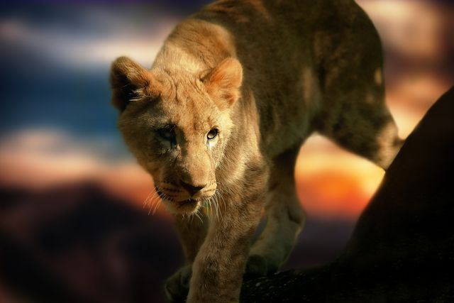 a lion cub walking on a rock - Download Free Stock Photos Pikwizard.com