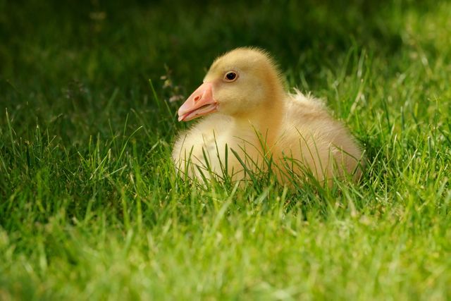 a duck sitting in the grass - Download Free Stock Photos Pikwizard.com