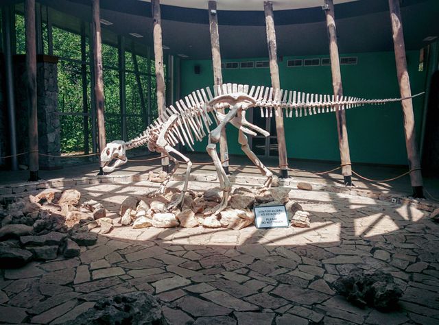 a dinosaur skeleton in a museum - Download Free Stock Photos Pikwizard.com