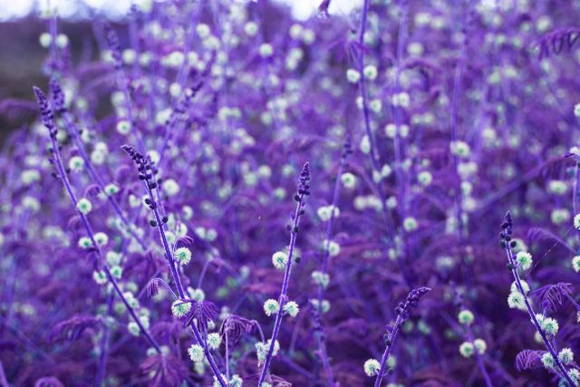 Purple Lilac Flower - Download Free Stock Photos Pikwizard.com