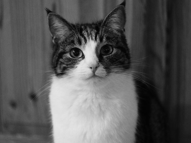 Cat Feline Kitten - Download Free Stock Photos Pikwizard.com