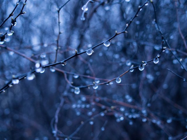 a tree with water droplets on it - Download Free Stock Photos Pikwizard.com