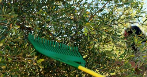 The photo highlights the use of a green olive rake during the seasonal