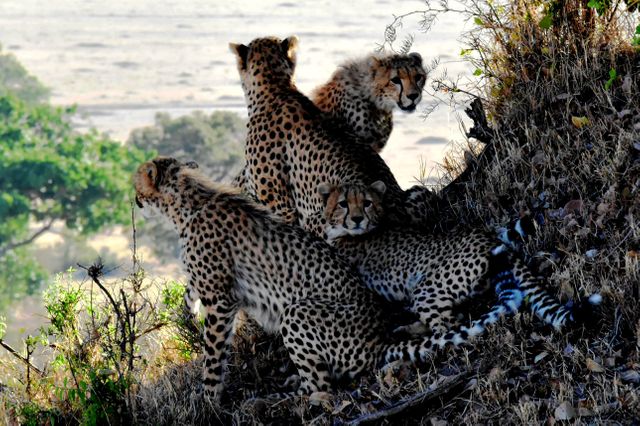 4 Cheetahs Sitting and Lying during Daytine - Download Free Stock Photos Pikwizard.com