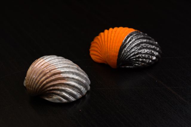 Colored shells - Download Free Stock Photos Pikwizard.com