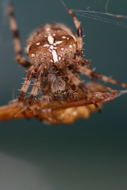 a spider eating a bug - Download Free Stock Photos Pikwizard.com