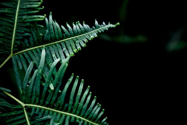 Nature leaf green - Download Free Stock Photos Pikwizard.com