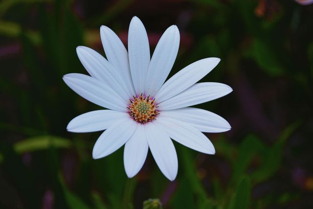 Focus Photo of White Petaled Flower - Download Free Stock Photos Pikwizard.com