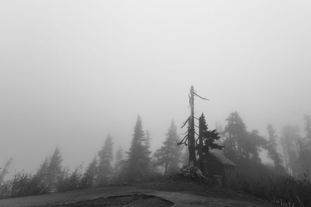 Grey foggy trees- Download Free Stock Photos Pikwizard.com