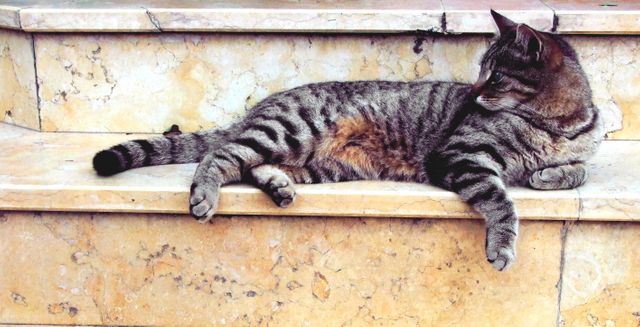 Grey Cat Lying in Marble Stairway - Download Free Stock Photos Pikwizard.com