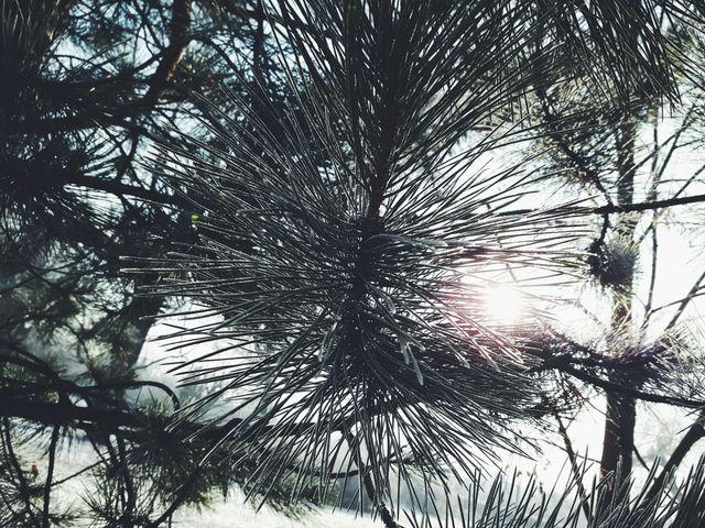 Palm Porcupine Tree - Download Free Stock Photos Pikwizard.com