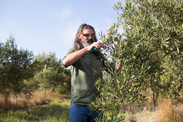 Man pruning olive tree in farm - Download Free Stock Photos Pikwizard.com