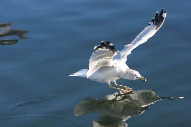 Seagull bird wings- Download Free Stock Photos Pikwizard.com