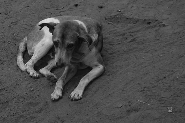 Animal photography beach black and white black and white - Download Free Stock Photos Pikwizard.com