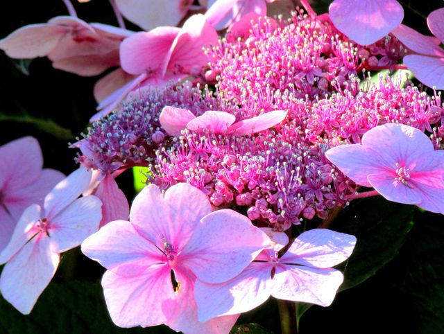 Petals pink blossom close up - Download Free Stock Photos Pikwizard.com