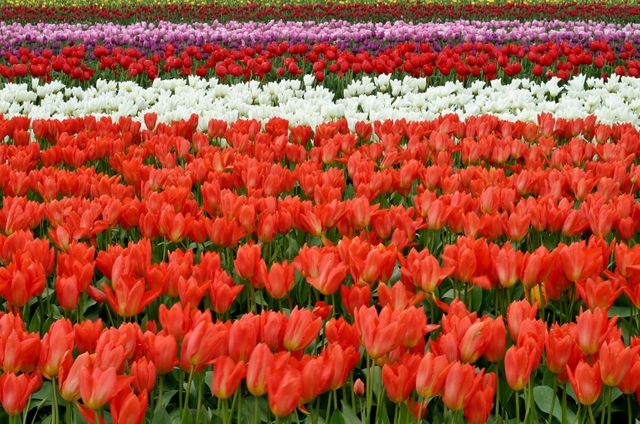 Red White and Pink Flower Fields during Daytime - Download Free Stock Photos Pikwizard.com