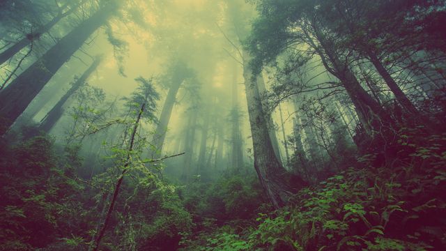 a forest with trees and fog - Download Free Stock Photos Pikwizard.com