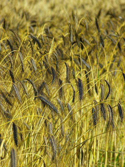 Green Wheat Grass at Daytime Photography - Download Free Stock Photos Pikwizard.com