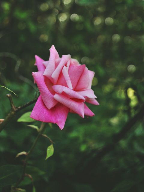 a pink rose - Download Free Stock Photos Pikwizard.com