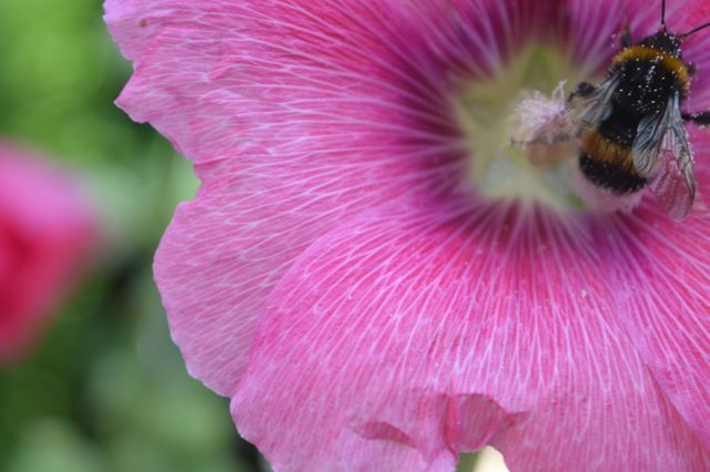 Pink Flower Petal - Download Free Stock Photos Pikwizard.com