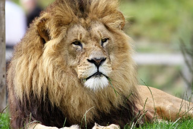 a lion - Download Free Stock Photos Pikwizard.com