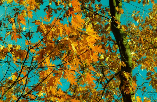 Yellow and Brown Tree Leaves - Download Free Stock Photos Pikwizard.com