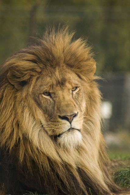 Cat leader lion mane - Download Free Stock Photos Pikwizard.com