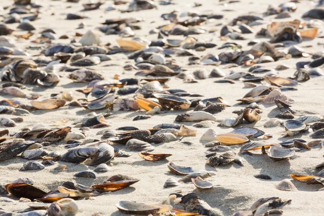 Various sea shells on sand surface - Download Free Stock Photos Pikwizard.com