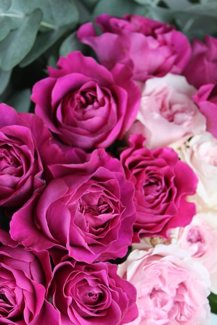 Blog blooms david austin roses digital marketing - Download Free Stock Photos Pikwizard.com