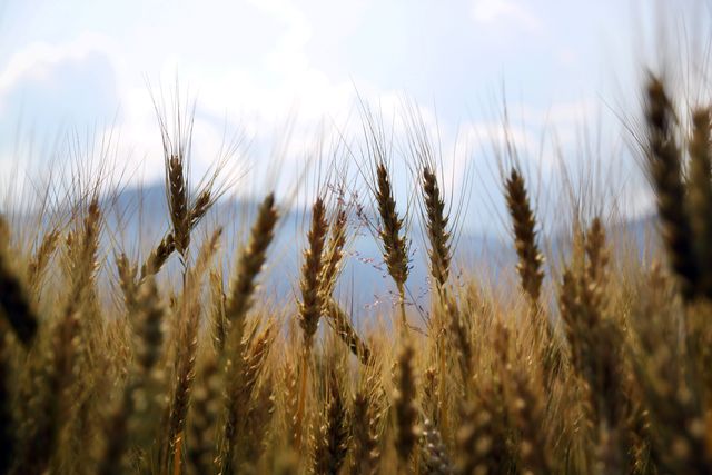 Wheat cereal closeup sky - Download Free Stock Photos Pikwizard.com