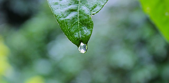 a leaf with a drop of water - Download Free Stock Photos Pikwizard.com