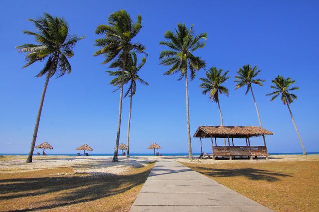 Coconut Trees Lined Near Sea at Daytime - Download Free Stock Photos Pikwizard.com
