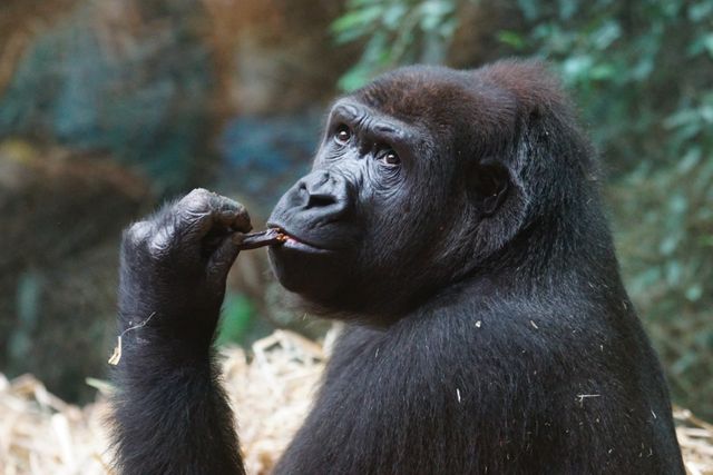 Ape gorilla mammal watch - Download Free Stock Photos Pikwizard.com