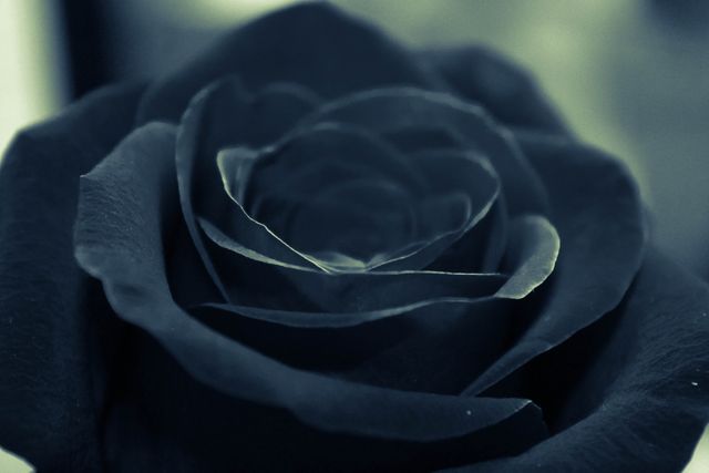Black rose flower  - Download Free Stock Photos Pikwizard.com