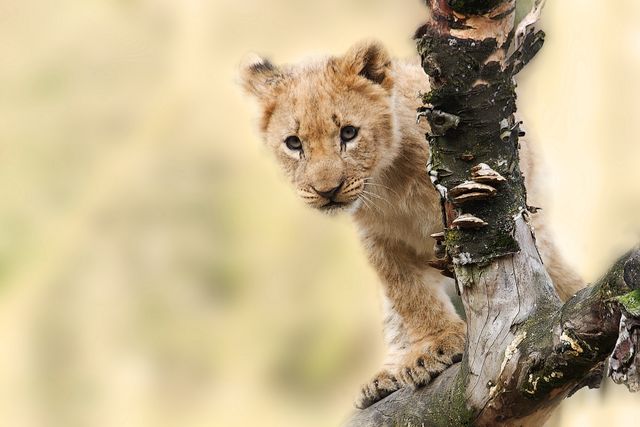 a lion cub - Download Free Stock Photos Pikwizard.com